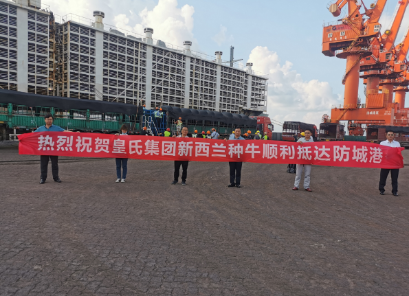 漂洋過海9000公里，優(yōu)質(zhì)新西蘭奶牛順利到港！